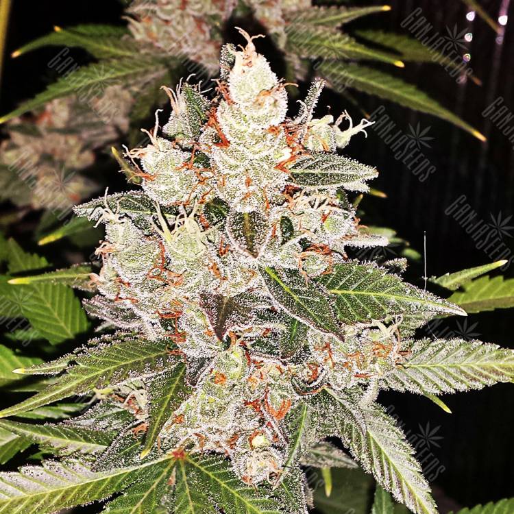 заказ семян конопли Спб Sour Diesel feminised заказ семян конопли Спб Sour Diesel feminised