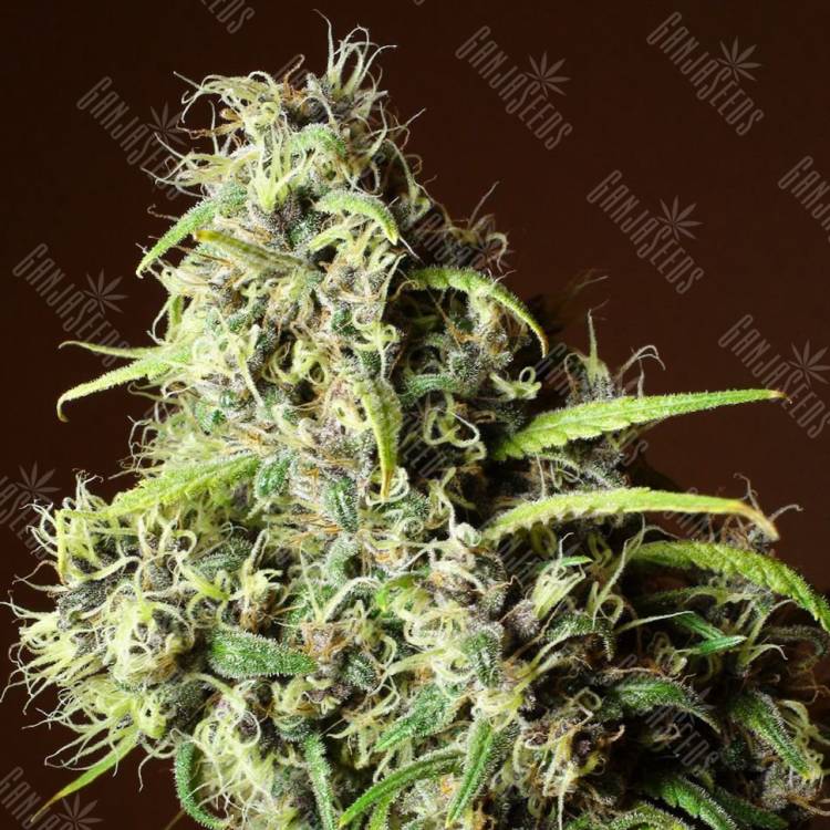 регулярные семена конопли купить Mandala #1 regular Mandala Seeds регулярные семена конопли купить Mandala #1 regular Mandala Seeds