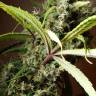 где заказать семена конопли Mandala #1 regular Mandala Seeds где заказать семена конопли Mandala #1 regular Mandala Seeds