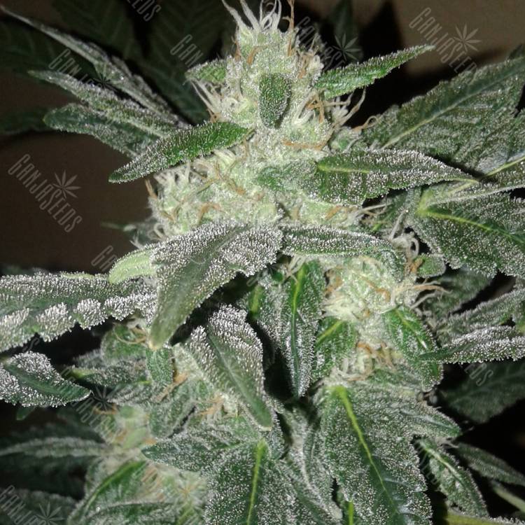 Royal Haze feminised Dinafem Seeds Royal Haze feminised Dinafem Seeds