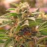 качественные семена конопли Auto Manti feminised Bang Seeds качественные семена конопли Auto Manti feminised Bang Seeds