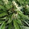 семена конопли в интернете Pandora regular Ganja Seeds