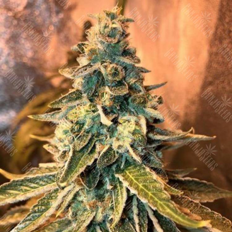 семена конопли в России Chem OG feminised Female Seeds семена конопли в России Chem OG feminised Female Seeds