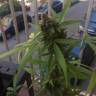 заказ семян конопли Москва Auto Mikromachine feminised Kannabia Seeds заказ семян конопли Москва Auto Mikromachine feminised Kannabia Seeds