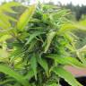где можно заказать семена конопли Royal Flush feminised Nirvana Seeds