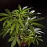 семена конопли аутдор Guava Berry Kush (Guayita) feminised Philosopher Seeds семена конопли аутдор Guava Berry Kush (Guayita) feminised Philosopher Seeds