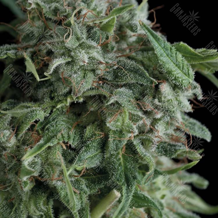семена конопли интернет магазин AK 74 feminised Trikoma Seeds семена конопли интернет магазин AK 74 feminised Trikoma Seeds