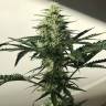Семена конопли Auto Afghan Kush feminised GanjaLiveSeeds Семена конопли Auto Afghan Kush feminised GanjaLiveSeeds