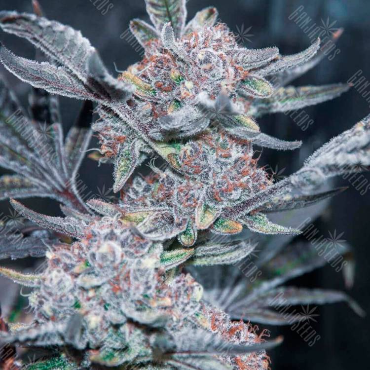 Семя Tropicana Cookies feminised Ganja Seeds заказать Семя Tropicana Cookies feminised Ganja Seeds заказать