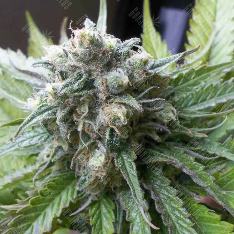 мощные семена конопли Super Critical Kali Haze feminised мощные семена конопли Super Critical Kali Haze feminised