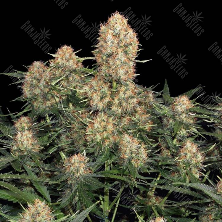 как выращивать коноплю Original Skunk #1 feminised как выращивать коноплю Original Skunk #1 feminised