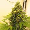 заказать качественные семена конопли Point of No Return regular Mandala Seeds заказать качественные семена конопли Point of No Return regular Mandala Seeds