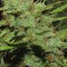 урожайные семена конопли Auto Medeo feminised Bang Seeds урожайные семена конопли Auto Medeo feminised Bang Seeds