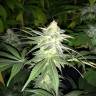 семена конопли недорого G13 Skunk (G1) regular Ganja Seeds