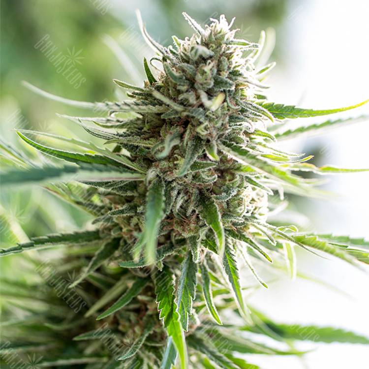 семена конопли Critical Mass CBD feminised Dinafem Seeds семена конопли Critical Mass CBD feminised Dinafem Seeds