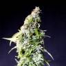 заказать качественные семена конопли Auto Speedy Boom feminised Kannabia Seeds заказать качественные семена конопли Auto Speedy Boom feminised Kannabia Seeds