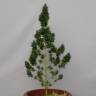 где можно заказать семена конопли Auto Speedy Boom feminised Kannabia Seeds где можно заказать семена конопли Auto Speedy Boom feminised Kannabia Seeds