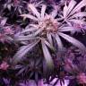 конопля семена сорта заказать Snow White feminised Nirvana Seeds конопля семена сорта заказать Snow White feminised Nirvana Seeds