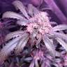 хорошие семена конопли Snow White feminised Nirvana Seeds хорошие семена конопли Snow White feminised Nirvana Seeds