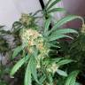 семена конопли курьером Snow White feminised Nirvana Seeds семена конопли курьером Snow White feminised Nirvana Seeds