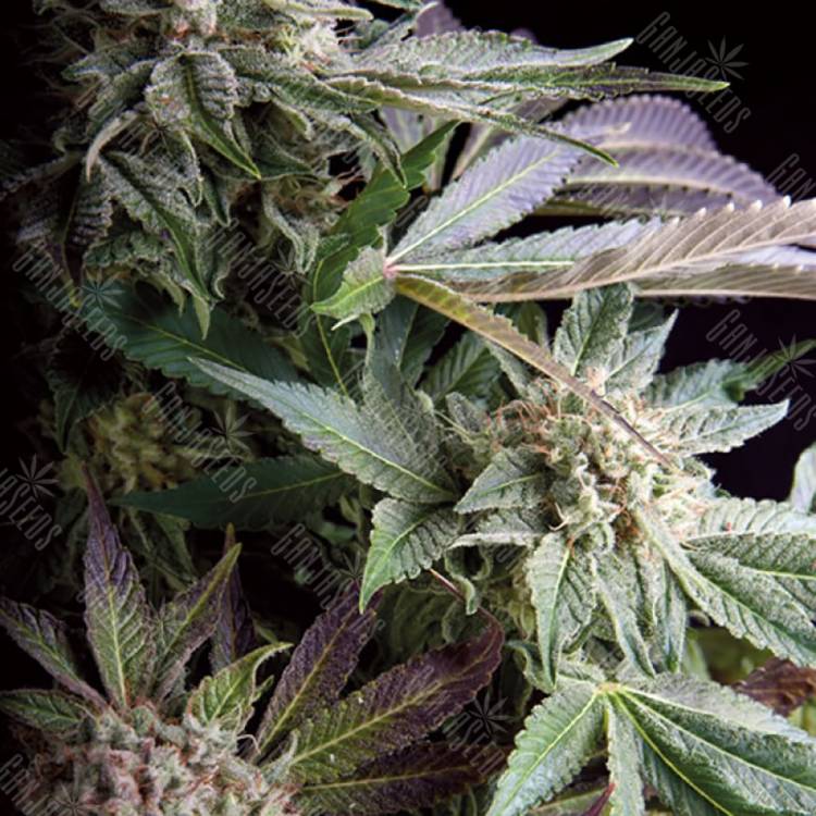 семена конопли f1 в оригинальной упаковке Blueberry feminised Trikoma Seeds семена конопли f1 в оригинальной упаковке Blueberry feminised Trikoma Seeds