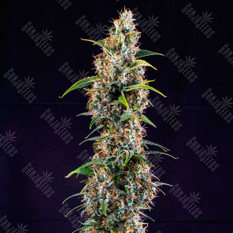 Семена Watermelon Zkittlez feminised Ganja Seeds недорого Семена Watermelon Zkittlez feminised Ganja Seeds недорого