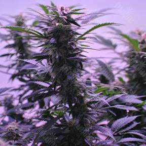 Afghan Kush regular Ganja Seeds