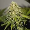 Auto Super Hash feminised Ganja Seeds Auto Super Hash feminised Ganja Seeds