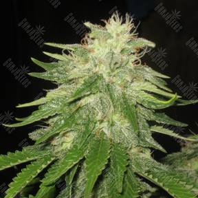 Auto Super Hash feminised Ganja Seeds