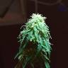 мощные семена конопли Point Of No Return x AK 47 (Powerful) regular Ganja Seeds