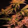 купить семена конопли Powerful regular Ganja Seeds купить семена конопли Powerful regular Ganja Seeds