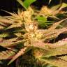 заказ семян конопли Powerful regular Ganja Seeds заказ семян конопли Powerful regular Ganja Seeds