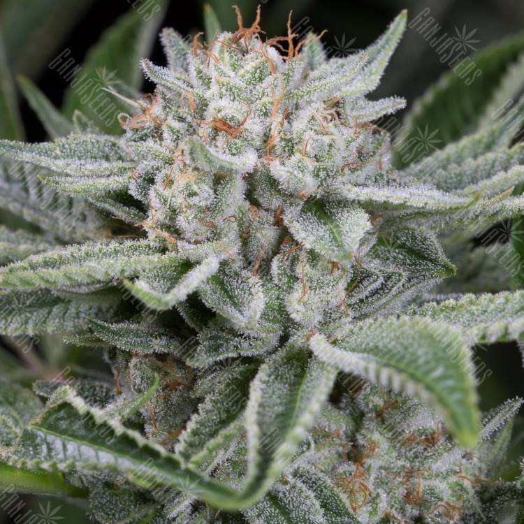 Auto Blue Cheese feminised Barneys Farm Auto Blue Cheese feminised Barneys Farm