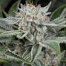 Auto Blue Cheese feminised Barneys Farm Auto Blue Cheese feminised Barneys Farm