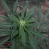 семена конопли в России Auto Blue Cheese feminised Barneys Farm семена конопли в России Auto Blue Cheese feminised Barneys Farm