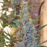семена конопли феминизированные Gagarin Haze feminised Dutch Passion Seeds семена конопли феминизированные Gagarin Haze feminised Dutch Passion Seeds