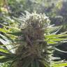 хорошие семена конопли Afrodite feminised Kannabia Seeds хорошие семена конопли Afrodite feminised Kannabia Seeds