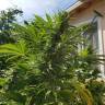 семена конопли в России Afrodite feminised Kannabia Seeds семена конопли в России Afrodite feminised Kannabia Seeds
