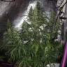 семена конопли Спб Sterling Haze feminised Nirvana Seeds семена конопли Спб Sterling Haze feminised Nirvana Seeds