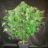 купить семена конопли OG Kush feminised купить семена конопли OG Kush feminised