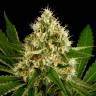 заказ семян конопли OG Kush feminised заказ семян конопли OG Kush feminised
