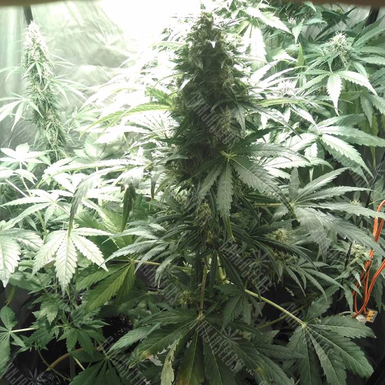 семена конопли в фирменной упаковке Point of No Return x Lowryder (Point) regular Ganja Seeds семена конопли в фирменной упаковке Point of No Return x Lowryder (Point) regular Ganja Seeds