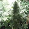 семена конопли в фирменной упаковке Point of No Return x Lowryder (Point) regular Ganja Seeds семена конопли в фирменной упаковке Point of No Return x Lowryder (Point) regular Ganja Seeds