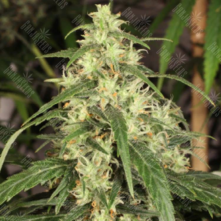 семена конопли недорого Mekong High feminised Dutch Passion Seeds семена конопли недорого Mekong High feminised Dutch Passion Seeds