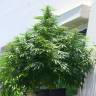 семена конопли гидропоники Easy Sativa feminised Female Seeds