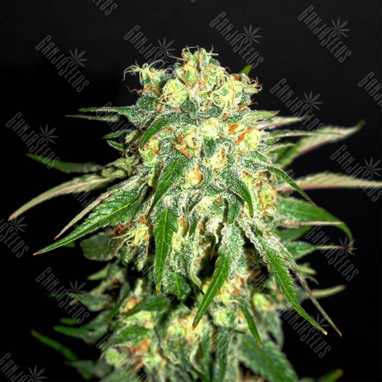 семена конопли для посадки купить Amnesi-K Lemon feminised Kannabia Seeds семена конопли для посадки купить Amnesi-K Lemon feminised Kannabia Seeds