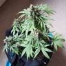 семена конопли для выращивания Amnesi-K Lemon feminised Kannabia Seeds семена конопли для выращивания Amnesi-K Lemon feminised Kannabia Seeds