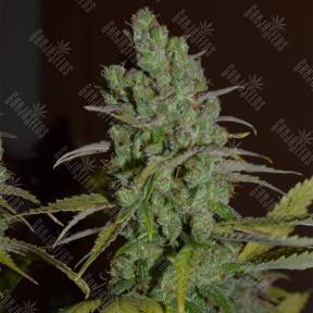 Orange Candy (Naranchup) feminised Philosopher Seeds