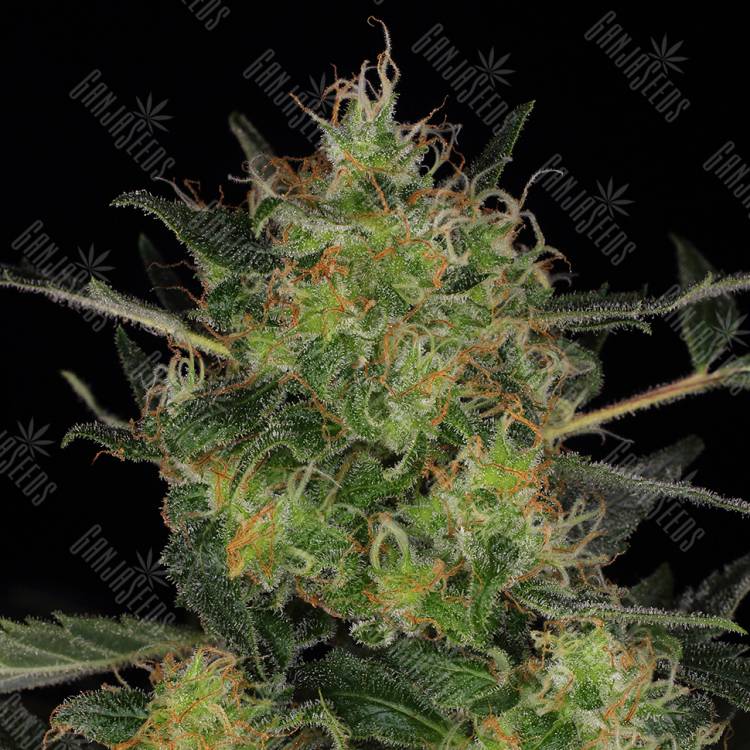 качественные семена конопли CBD-Chronic feminised Serious Seeds качественные семена конопли CBD-Chronic feminised Serious Seeds