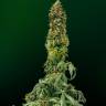 Auto Wappa feminised Ganja Seeds Auto Wappa feminised Ganja Seeds